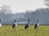 Kranich (Grus grus)  02